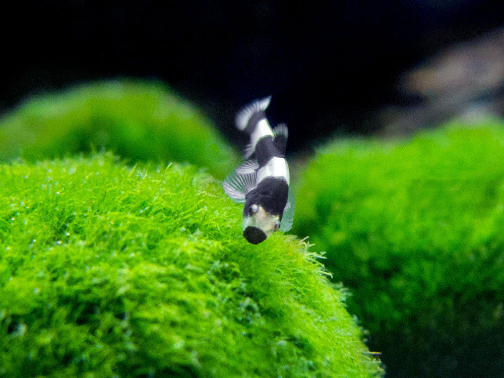 Panda Loach (Yaoshania pachychilus)