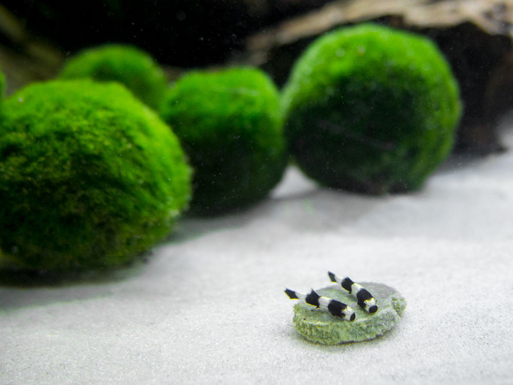 Panda Loach (Yaoshania pachychilus)