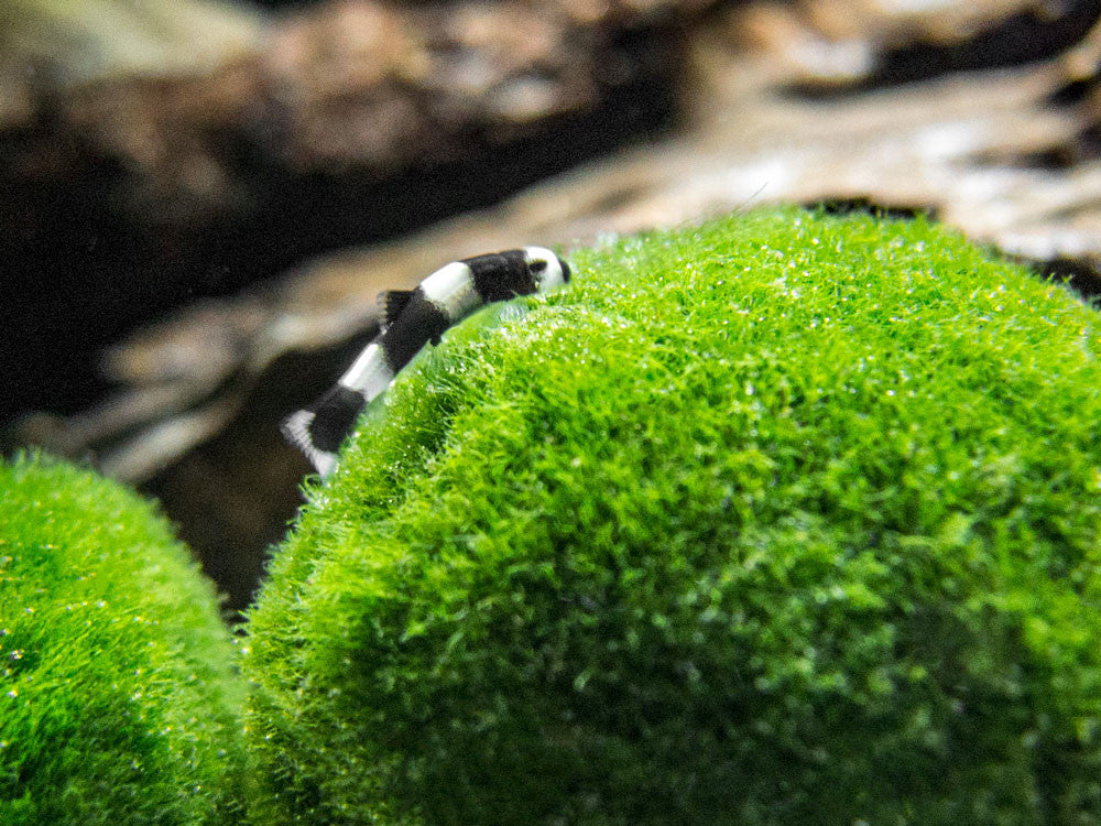 Panda Loach (Yaoshania pachychilus)