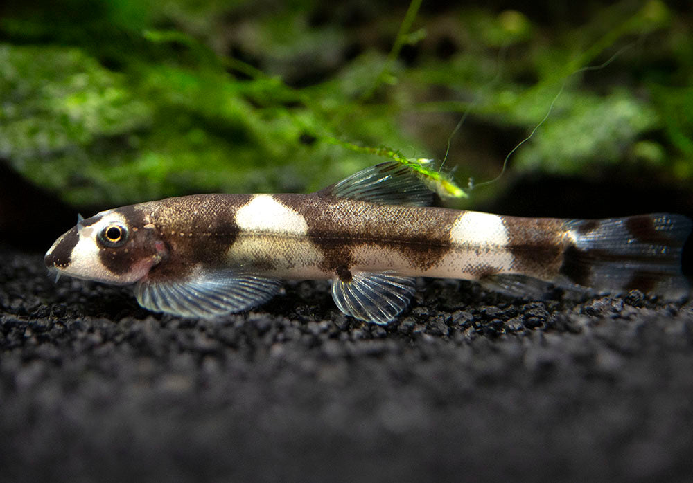 Panda Loach (Yaoshania pachychilus)