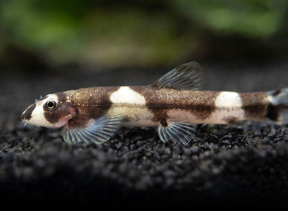 Panda Loach (Yaoshania pachychilus)