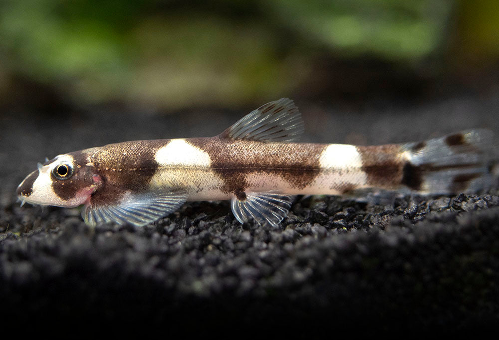 Panda Loach (Yaoshania pachychilus)