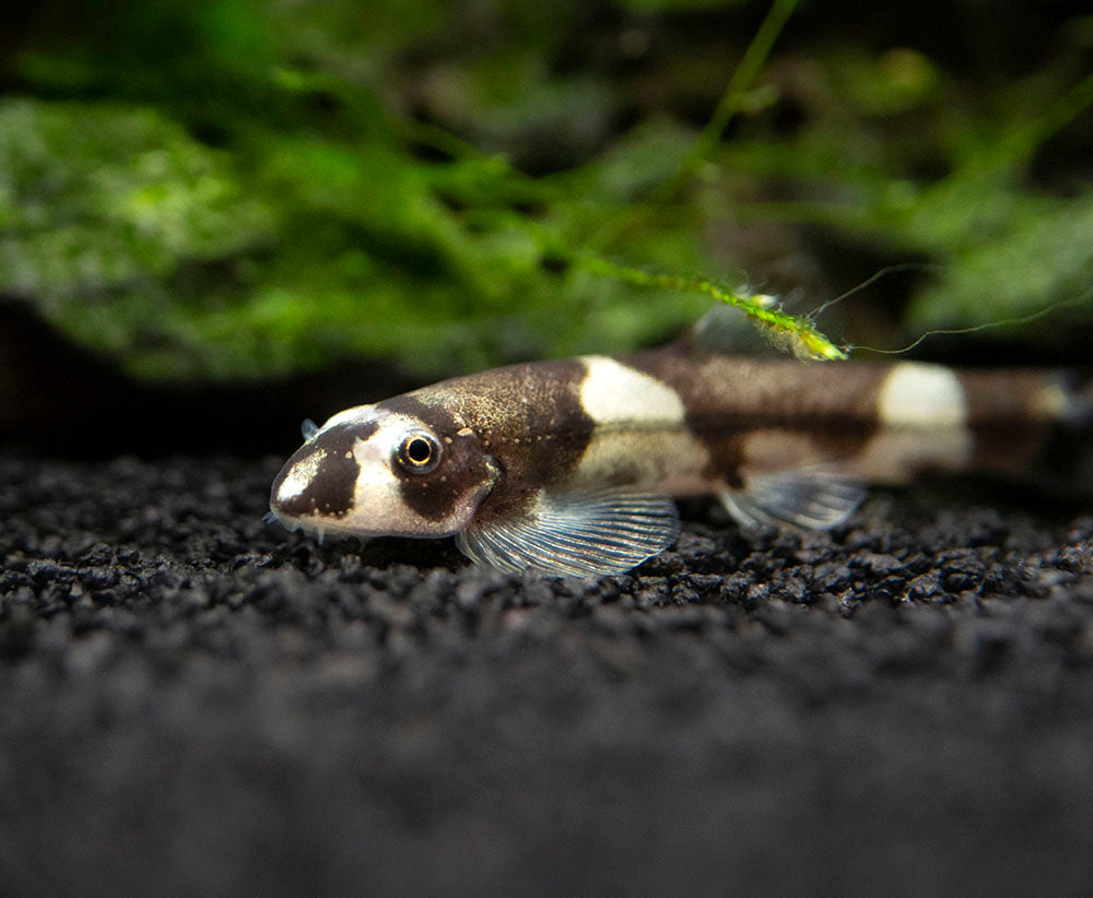 Panda Loach (Yaoshania pachychilus)