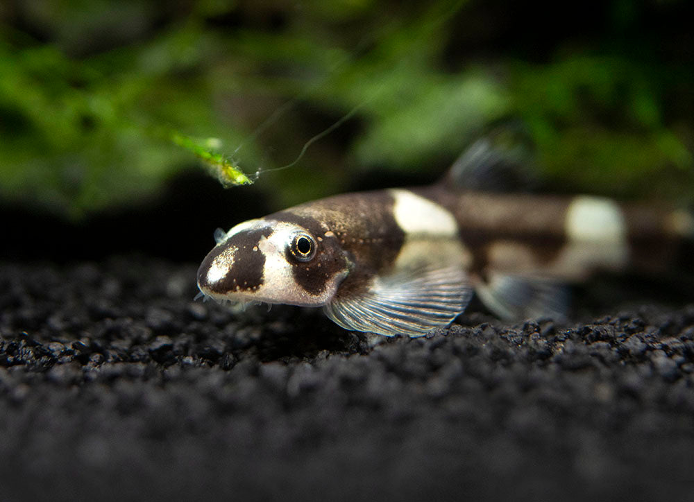 Panda Loach (Yaoshania pachychilus)