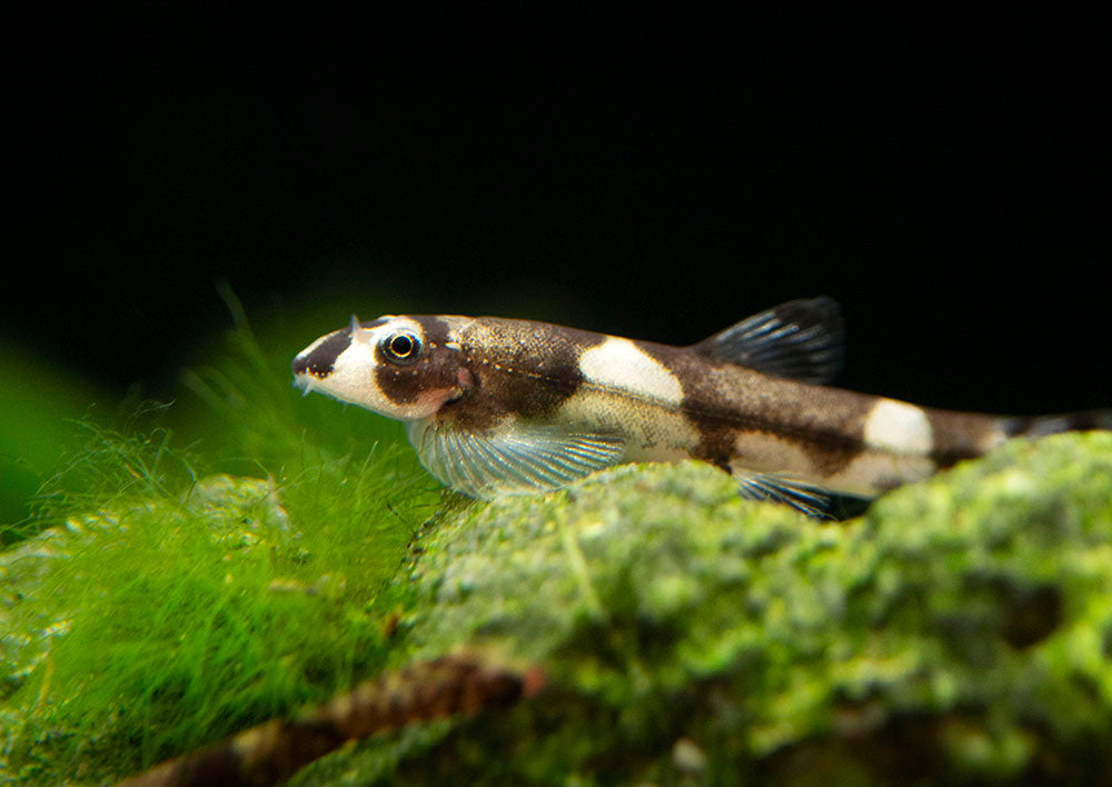 Panda Loach (Yaoshania pachychilus)