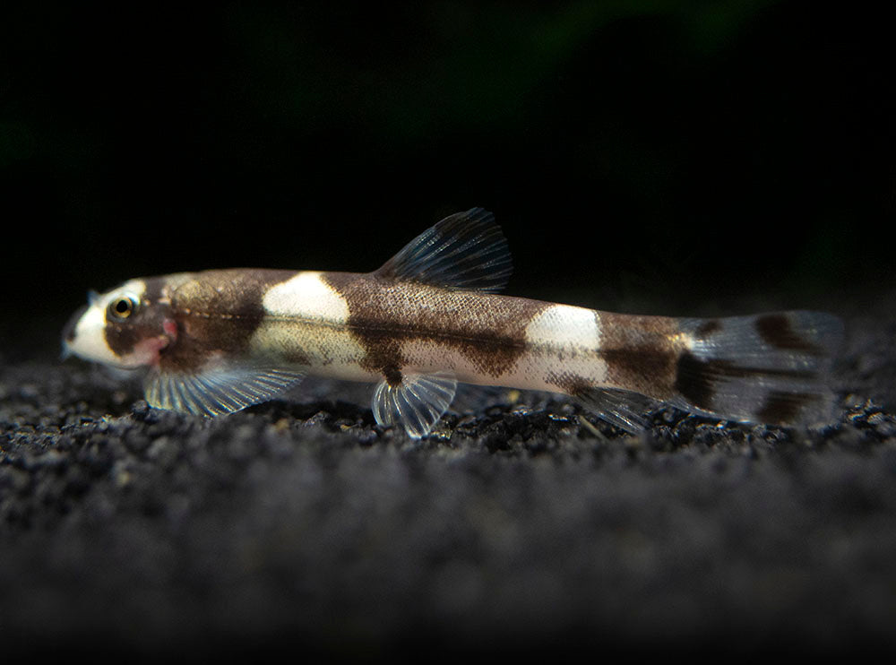 Panda Loach (Yaoshania pachychilus)