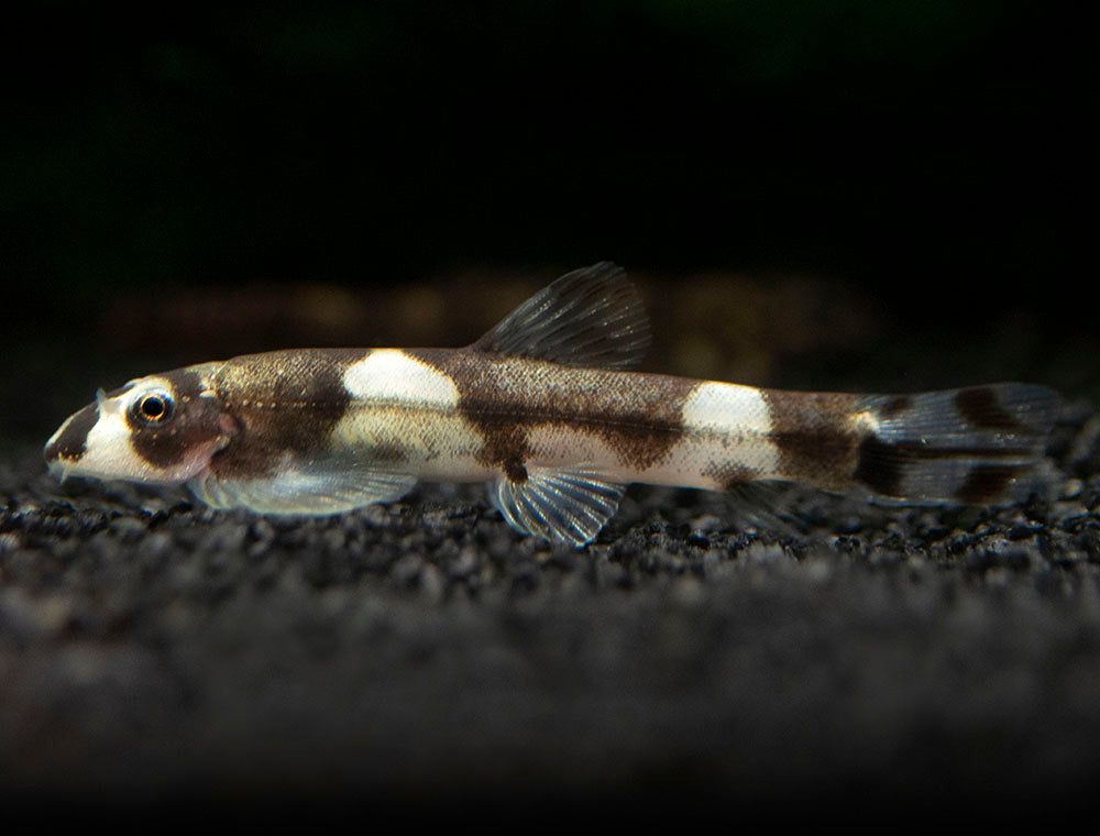 Panda Loach (Yaoshania pachychilus)