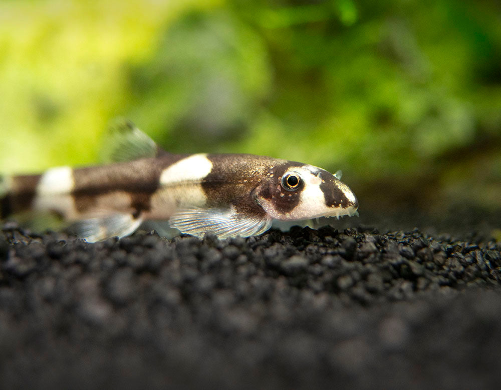 Panda Loach (Yaoshania pachychilus)