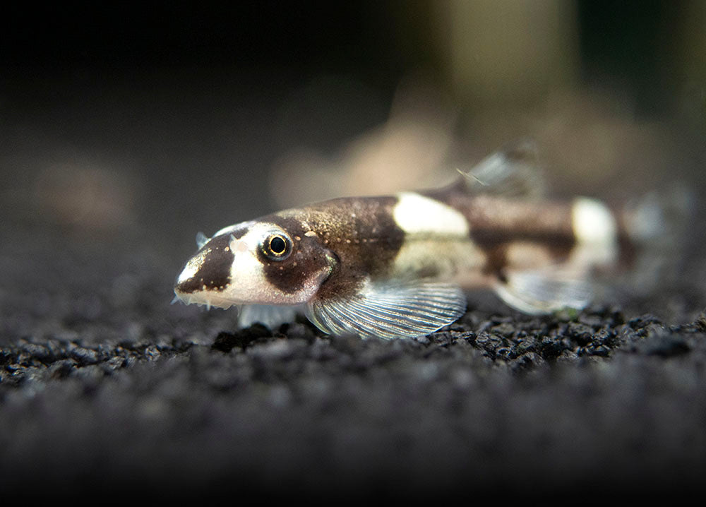 Panda Loach (Yaoshania pachychilus)