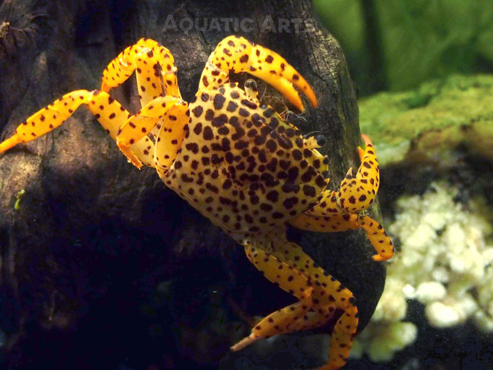 Panther Crab (Parathelphusa pantherina)