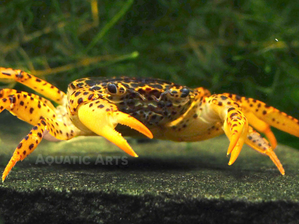 Panther Crab (Parathelphusa pantherina)