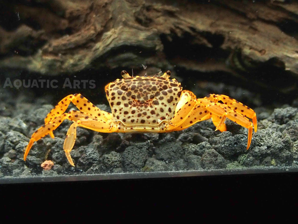 Panther Crab (Parathelphusa pantherina)