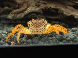 Panther Crab (Parathelphusa pantherina)