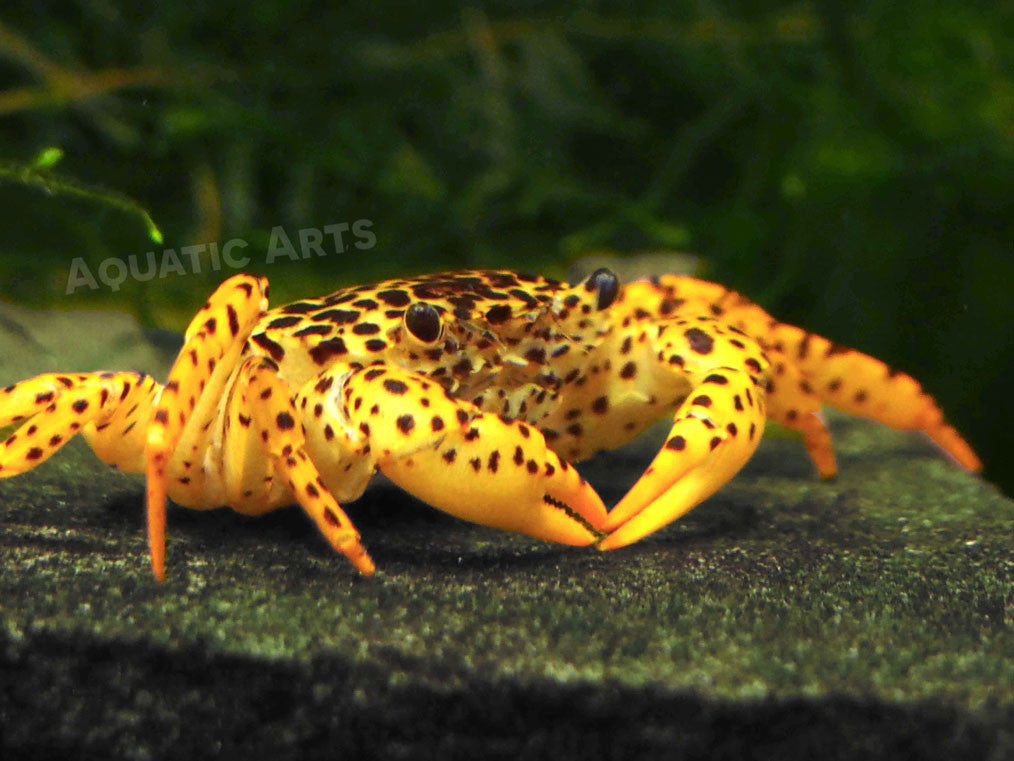 Panther Crab (Parathelphusa pantherina)