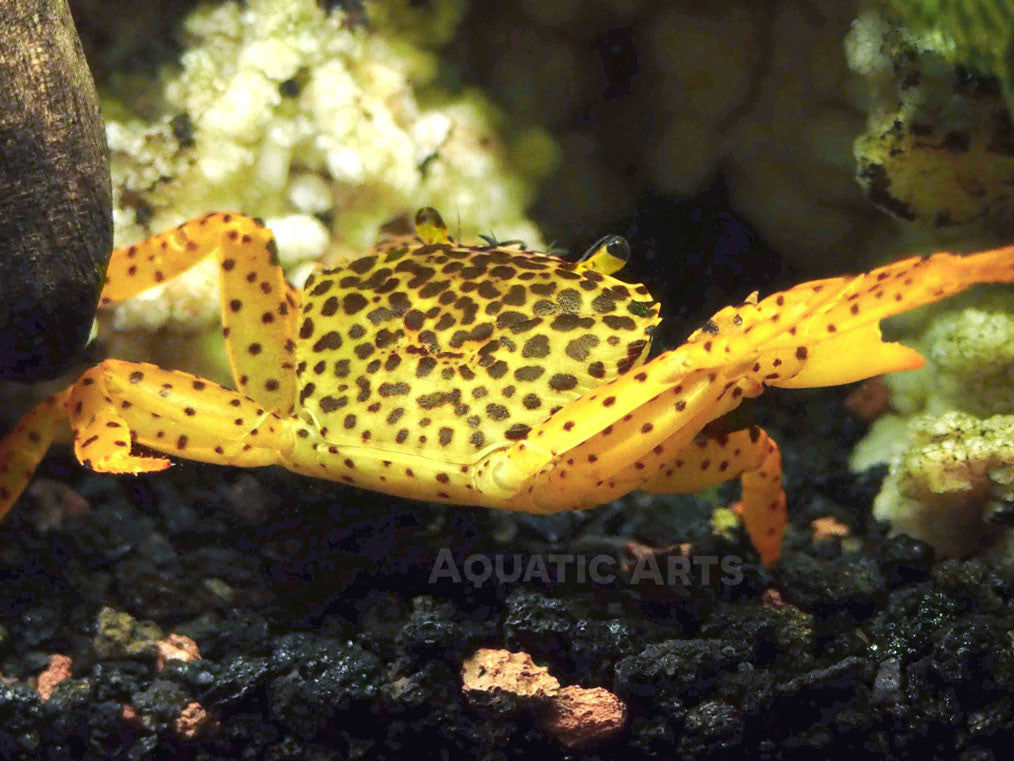 Panther Crab (Parathelphusa pantherina)