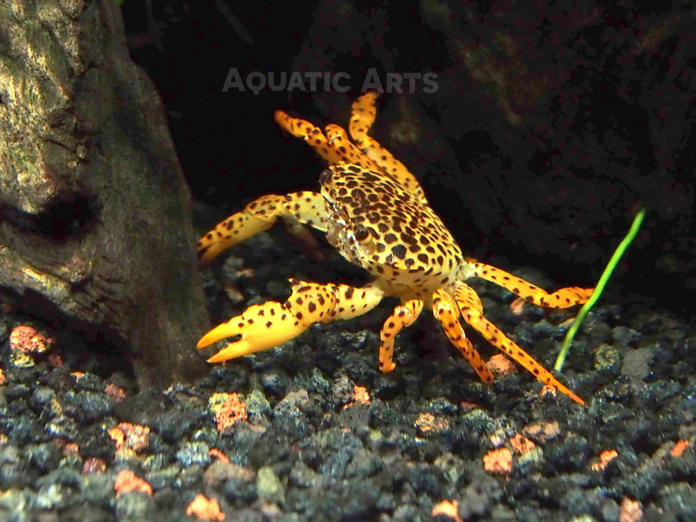 Panther Crab (Parathelphusa pantherina)