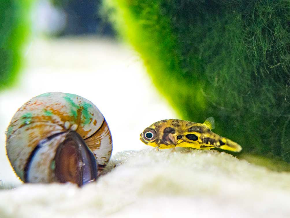 Indian Dwarf Pea Puffer (Carinotetraodon travancoricus), Tank-Bred