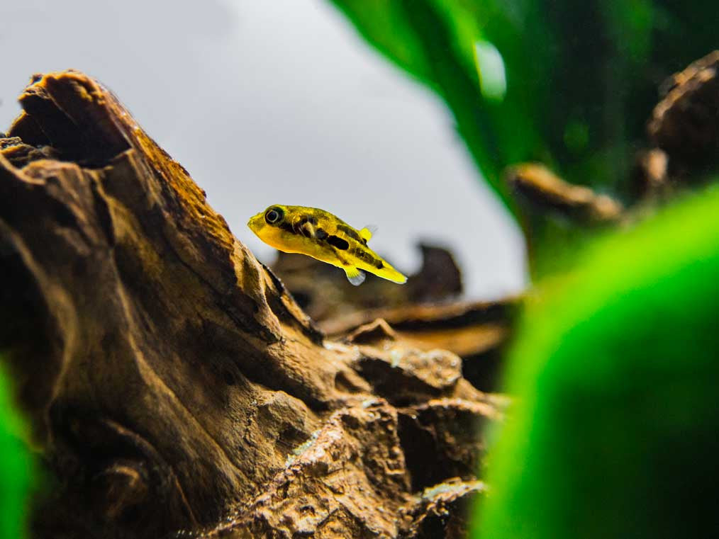 Indian Dwarf Pea Puffer (Carinotetraodon travancoricus), Tank-Bred