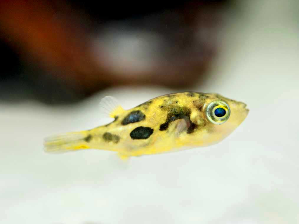 Indian Dwarf Pea Puffer (Carinotetraodon travancoricus), Tank-Bred