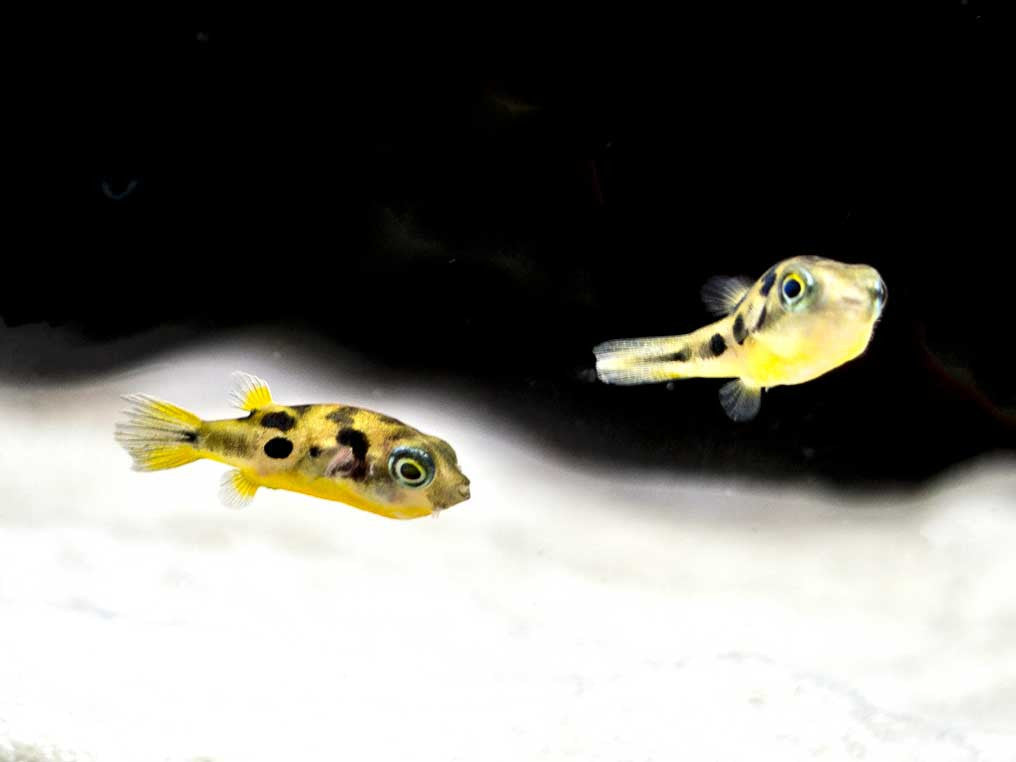 Indian Dwarf Pea Puffer (Carinotetraodon travancoricus), Tank-Bred