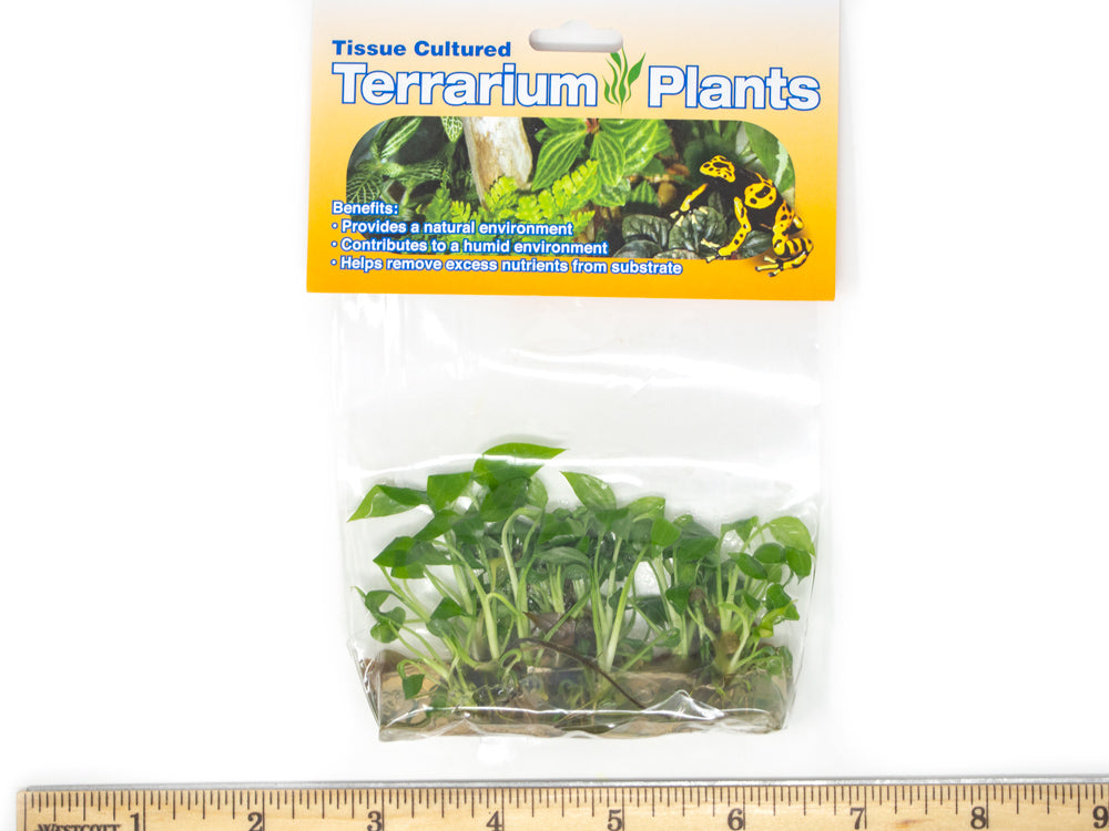peace lily riparium Peace Lily (Spathiphyllum wallisii) Tissue Culture