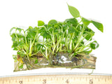 Peace Lily (Spathiphyllum wallisii) Tissue Culture