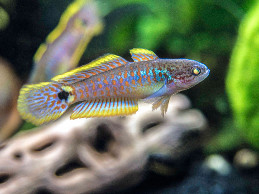 Peacock Gudgeon Tank : r/PlantedTank