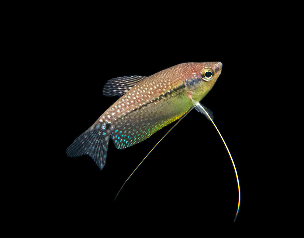 Pearl Gourami (Trichopodus leeri) - Tank-Bred!