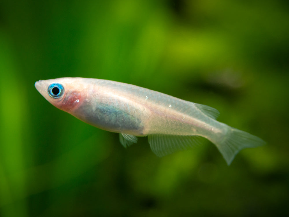 Pearl Galaxy Medaka Ricefish aka Japanese Ricefish/Killifish (Oryzias latipes "Pearl Galaxy") - Tank-Bred!