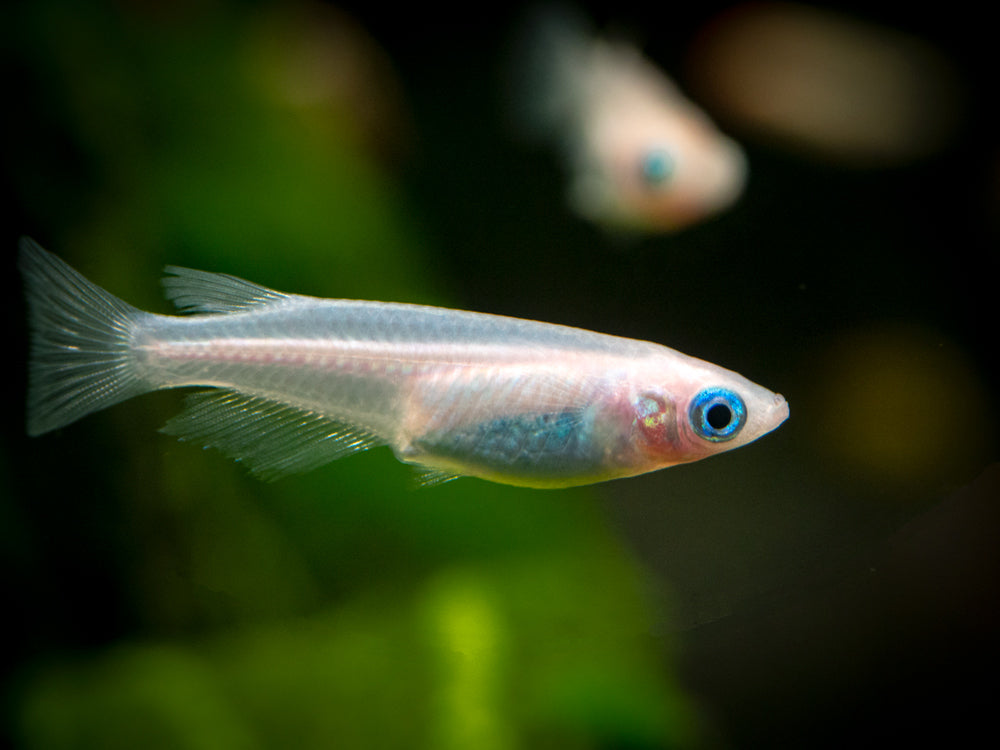 Pearl Galaxy Medaka Ricefish aka Japanese Ricefish/Killifish (Oryzias latipes "Pearl Galaxy") - Tank-Bred!