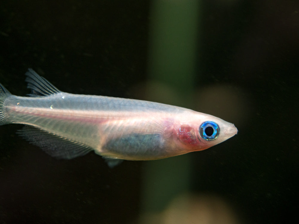 Pearl Galaxy Medaka Ricefish aka Japanese Ricefish/Killifish (Oryzias latipes "Pearl Galaxy") - Tank-Bred!