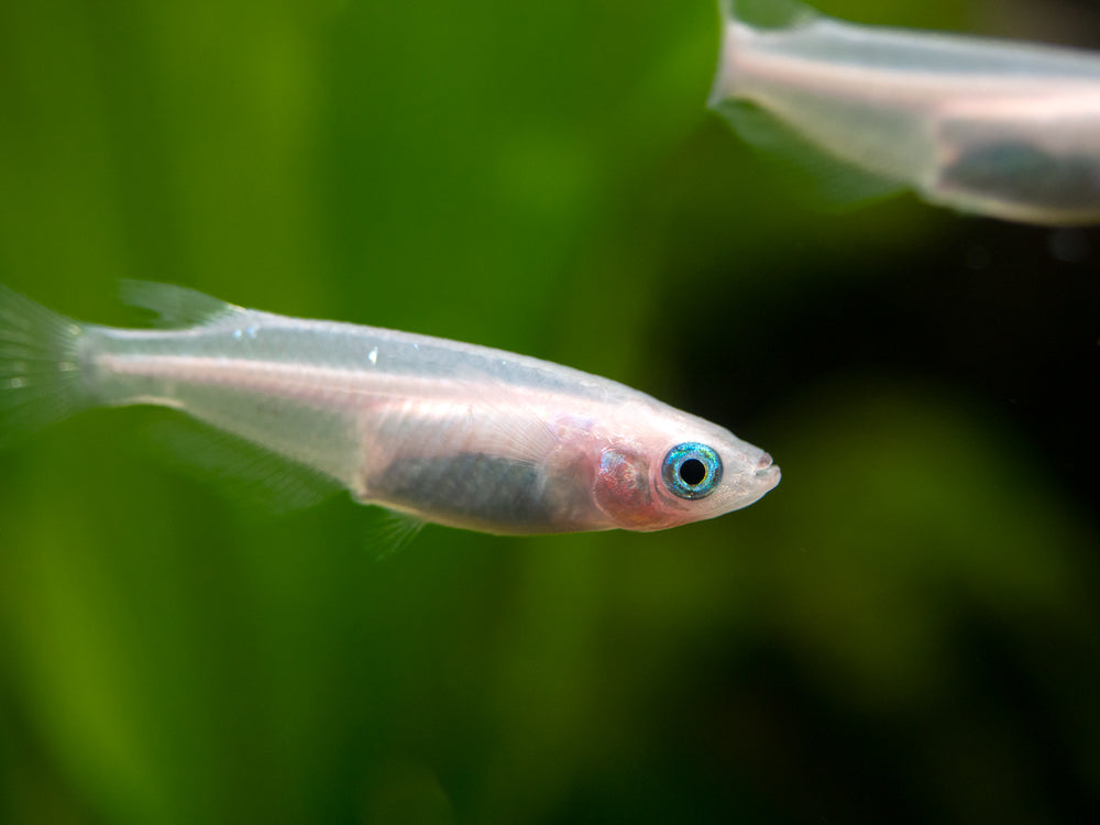 Pearl Galaxy Medaka Ricefish aka Japanese Ricefish/Killifish (Oryzias latipes "Pearl Galaxy") - Tank-Bred!