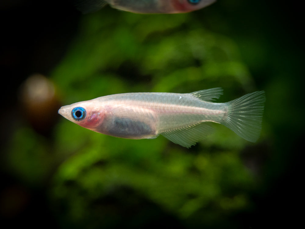 Pearl Galaxy Medaka Ricefish aka Japanese Ricefish/Killifish (Oryzias latipes "Pearl Galaxy") - Tank-Bred!