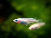 Pearl Galaxy Medaka Ricefish aka Japanese Ricefish/Killifish (Oryzias latipes "Pearl Galaxy") - Tank-Bred!