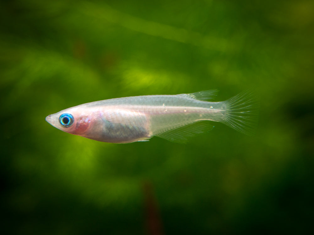 Pearl Galaxy Medaka Ricefish aka Japanese Ricefish/Killifish (Oryzias latipes "Pearl Galaxy") - Tank-Bred!