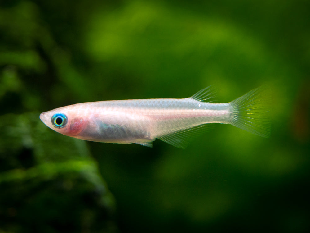 Pearl Galaxy Medaka Ricefish aka Japanese Ricefish/Killifish (Oryzias latipes "Pearl Galaxy") - Tank-Bred!