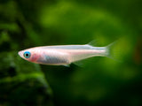 Pearl Galaxy Medaka Ricefish aka Japanese Ricefish/Killifish (Oryzias latipes 
