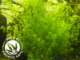 Pearl Weed AKA Pearl Grass AKA Baby Tears (Hemianthus micranthemoides), Bunch, Aquatic Arts Grown!