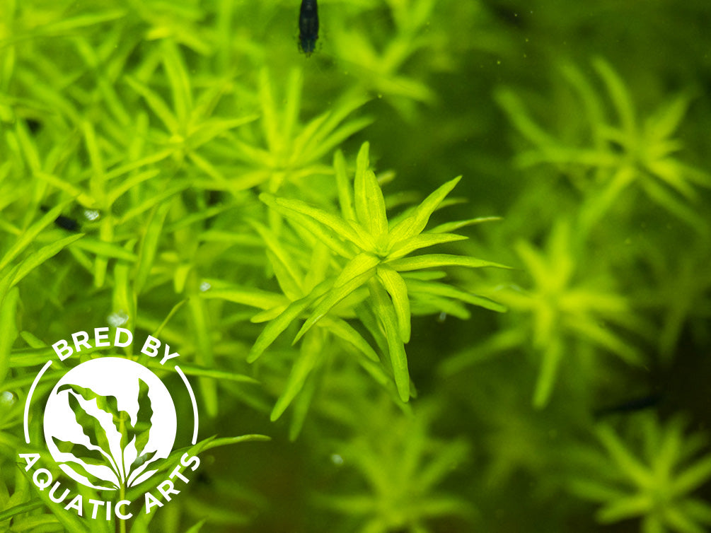 Pearl Weed AKA Pearl Grass AKA Baby Tears (Hemianthus micranthemoides), Bunch, Aquatic Arts Grown!