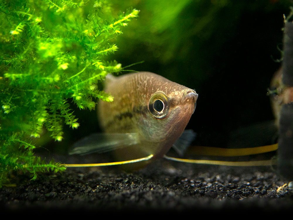 Pearl Gourami (Trichopodus leeri) - Tank-Bred!