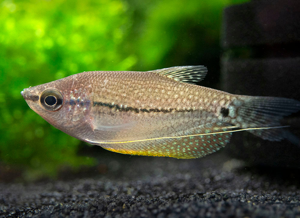 Pearl Gourami (Trichopodus leeri) - Tank-Bred!