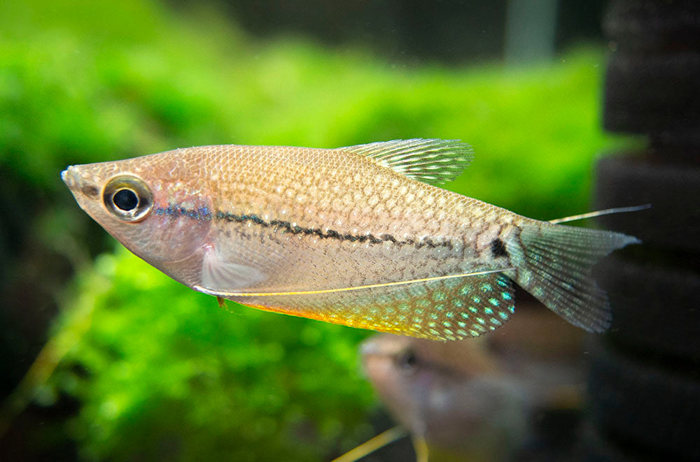 Pearl Gourami (Trichopodus leeri) - Tank-Bred!