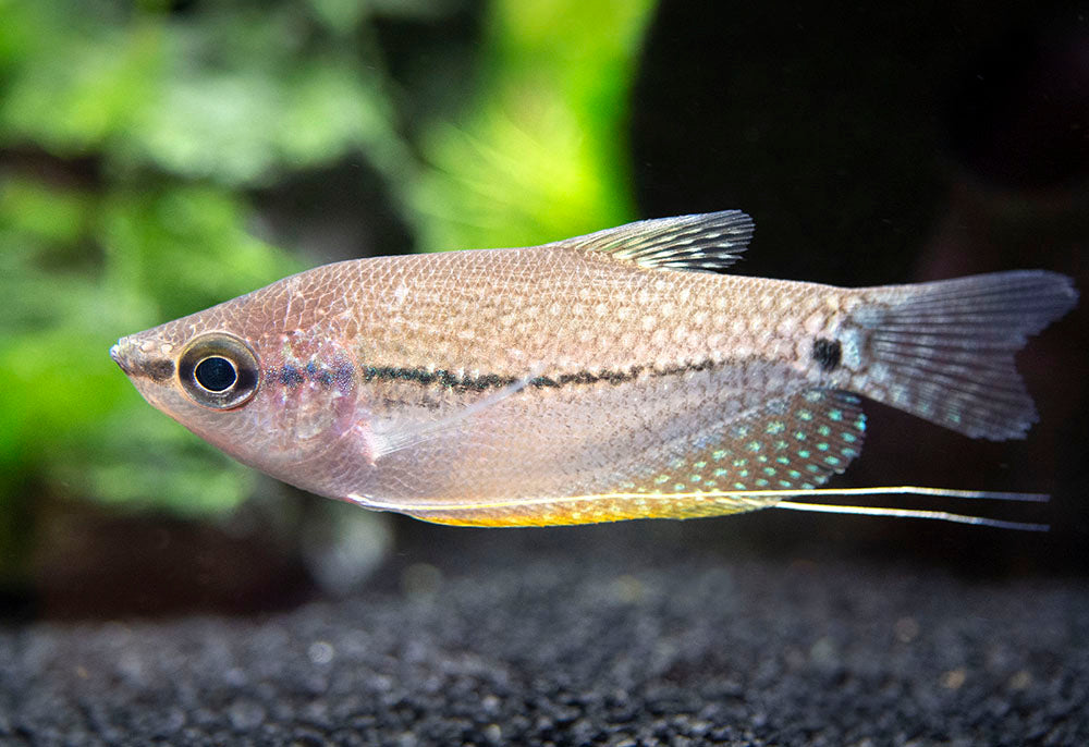 Pearl Gourami (Trichopodus leeri) - Tank-Bred!