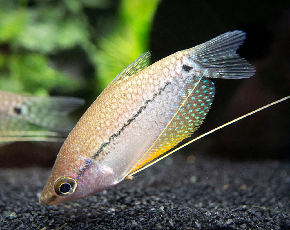 Pearl Gourami (Trichopodus leeri) - Tank-Bred!