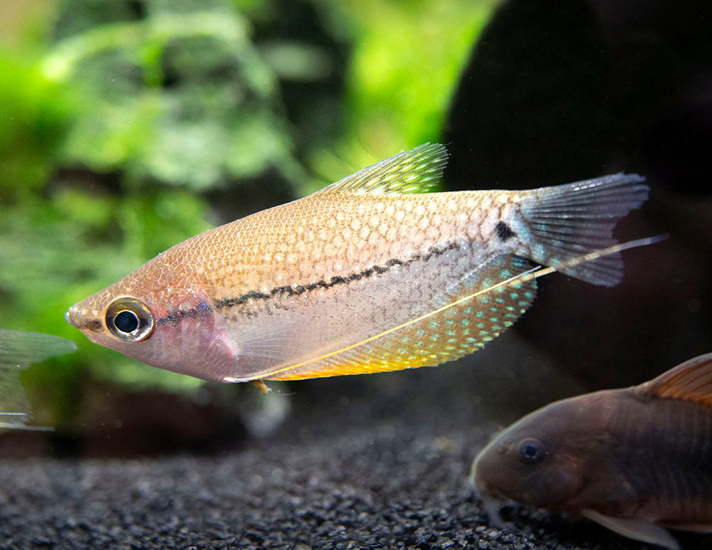 Pearl Gourami (Trichopodus leeri) - Tank-Bred!