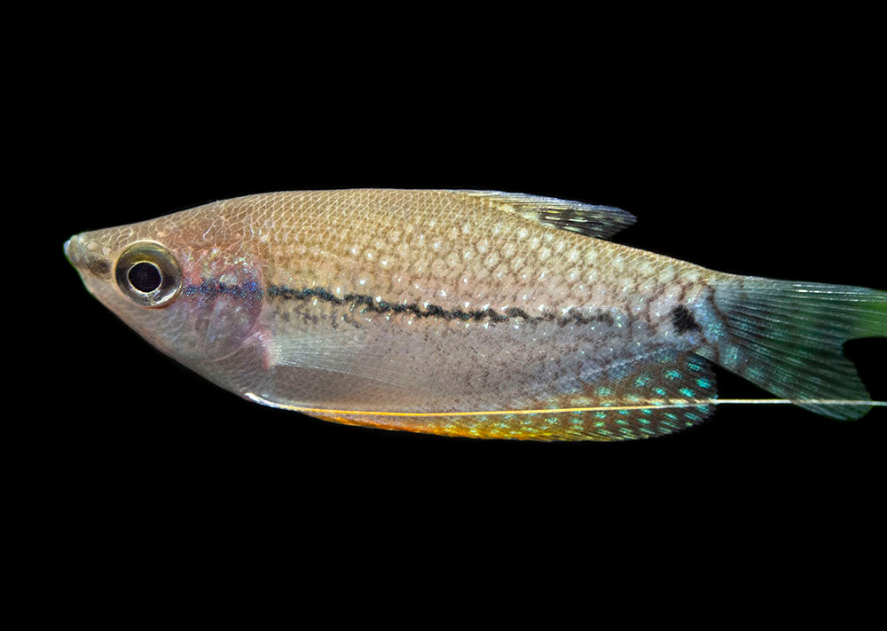 Pearl Gourami (Trichopodus leeri) - Tank-Bred!