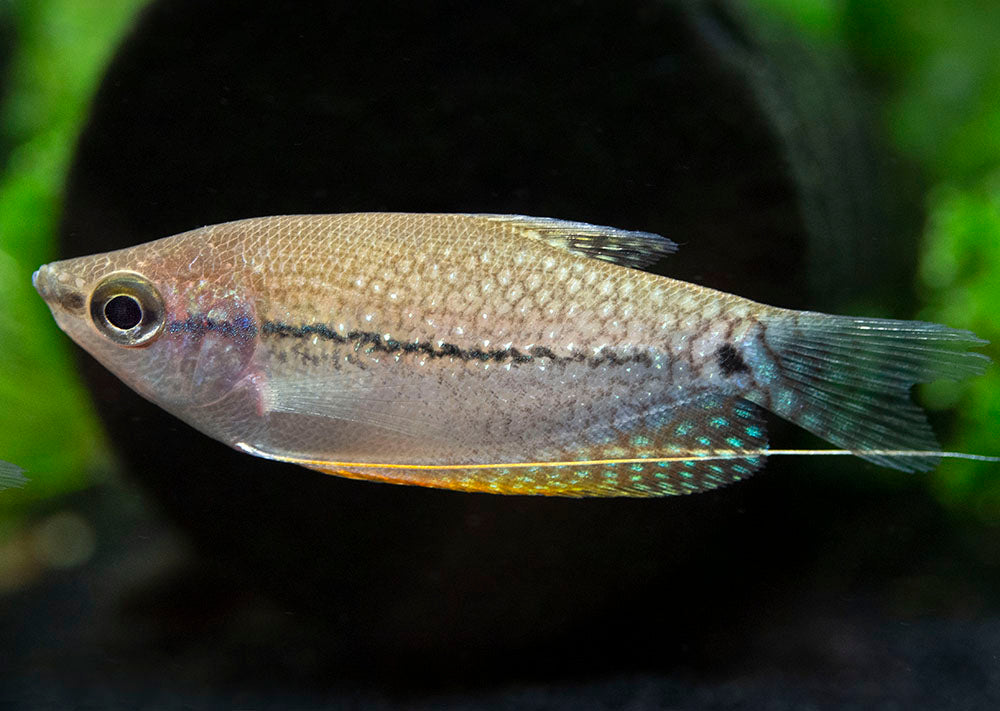 Pearl Gourami (Trichopodus leeri) - Tank-Bred!