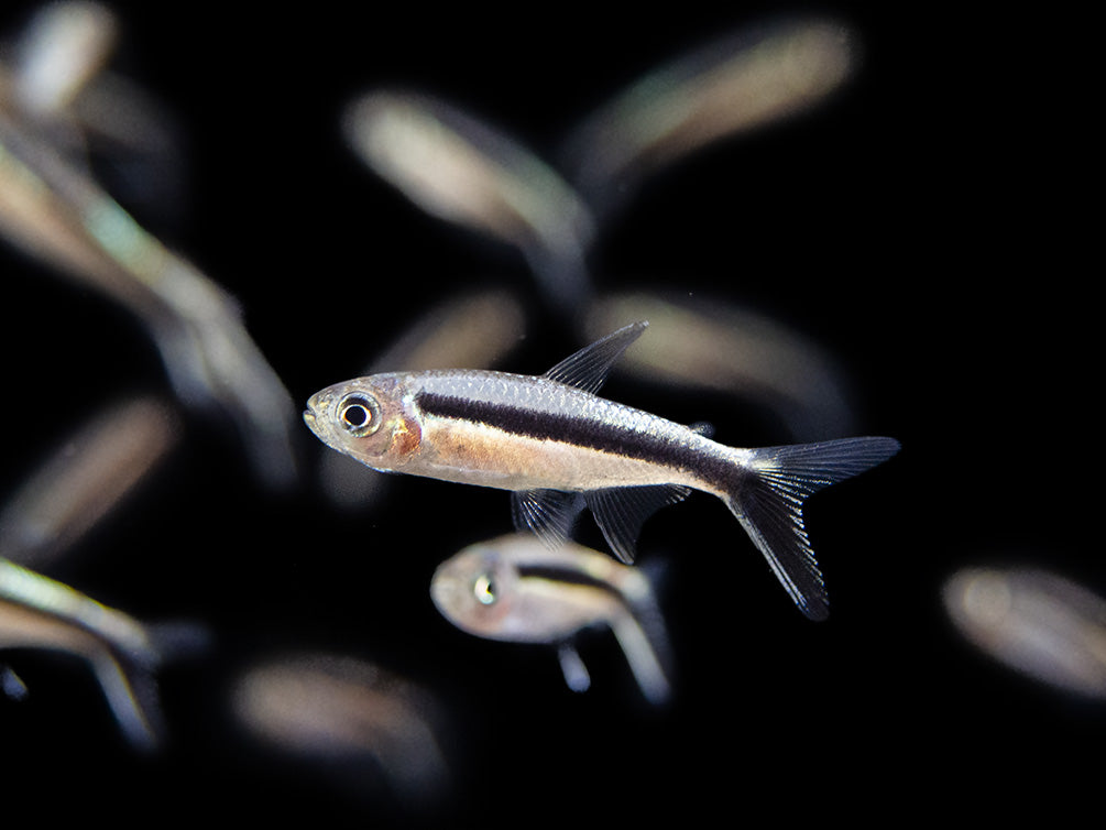 Penguin Tetra (Thayeria boehlkei ) - Tank-Bred!