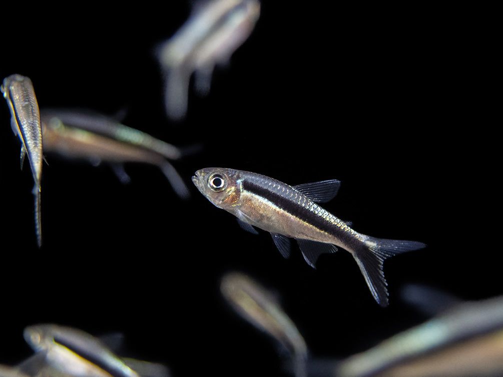 Penguin Tetra (Thayeria boehlkei ) - Tank-Bred!