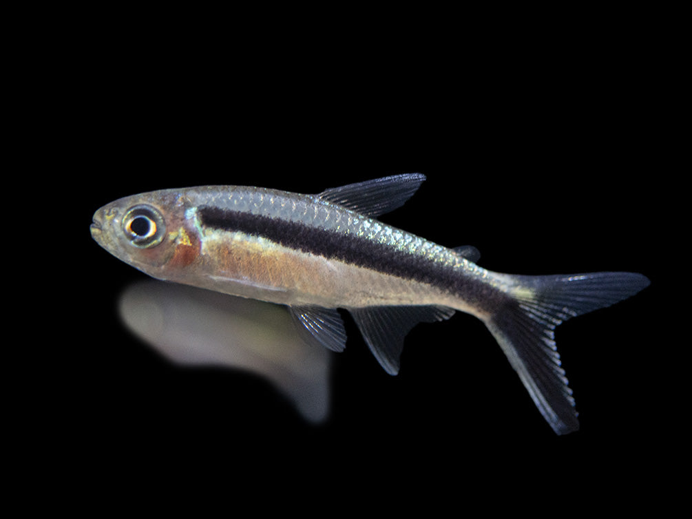 Penguin Tetra (Thayeria boehlkei ) - Tank-Bred!